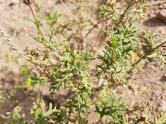 Junellia crithmifolia