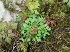 Saxifraga tridactylites