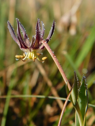 Ornithoglossum viride (Ornithoglossum viride)