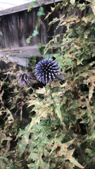 Echinops ritro