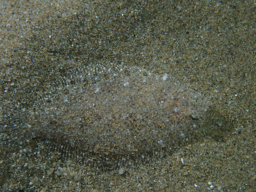 Grohmann's scaldfish (Arnoglossus grohmanni) — Bothidae