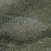 Grohmann's Scald-Fish - Photo (c) Julien Renoult, some rights reserved (CC BY), uploaded by Julien Renoult