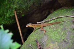 Anolis oculatus