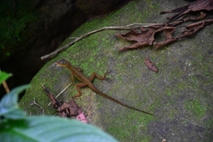 Anolis oculatus