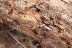 Camponotus vicinus
