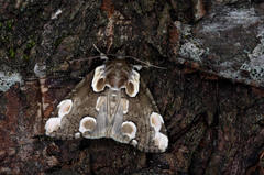 Thyatira batis