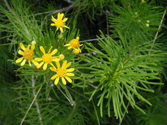 Euryops floribundus
