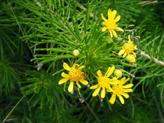 Euryops floribundus