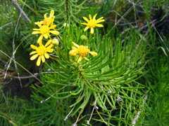 Euryops floribundus