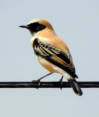 Black-Eared Wheatear photo 3