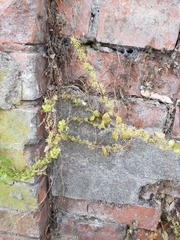 Parietaria officinalis