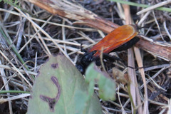 Calopompilus pyrrhomelas