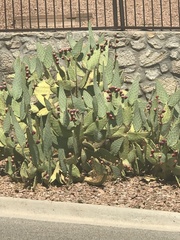 Opuntia
