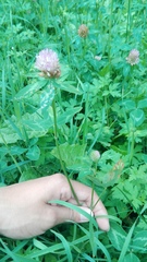 Trifolium pratense