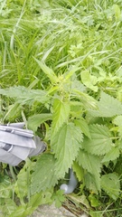 Urtica dioica
