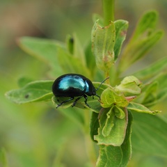 Chrysolina varians