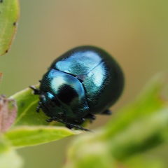 Chrysolina varians