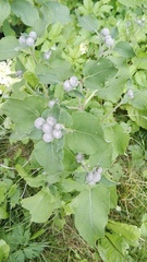 Arctium tomentosum