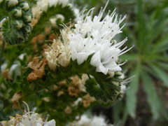Echium simplex