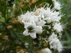 Echium simplex