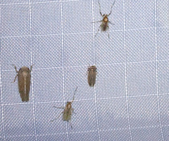 Coelotanypus tricolor