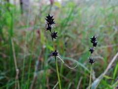 Carex muricata pairae