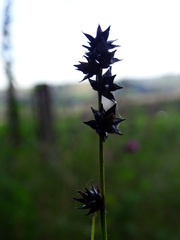 Carex muricata pairae