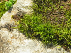 Flexitrichum gracile