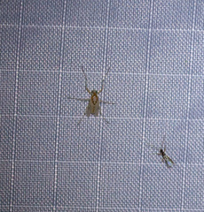 Coelotanypus tricolor