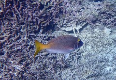 Lethrinus atkinsoni