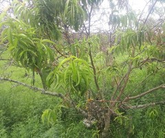 Amygdalus