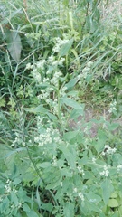 Chenopodium album