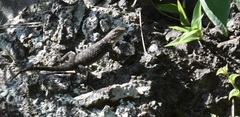 Sceloporus torquatus