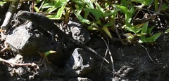 Sceloporus torquatus