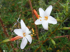 Acanthogilia gloriosa