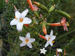 Acanthogilia gloriosa
