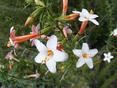 Acanthogilia gloriosa