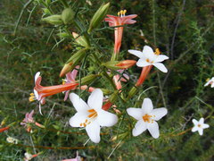 Acanthogilia gloriosa