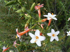 Acanthogilia gloriosa