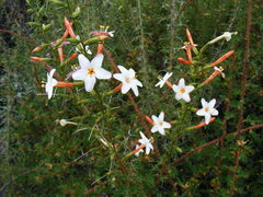 Acanthogilia gloriosa