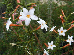 Acanthogilia gloriosa