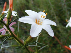 Acanthogilia gloriosa