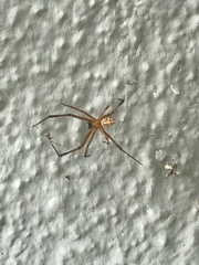 Latrodectus hesperus