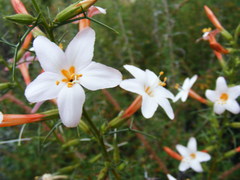 Acanthogilia gloriosa