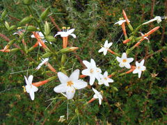 Acanthogilia gloriosa