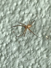 Latrodectus hesperus