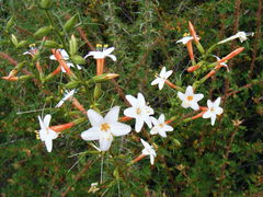 Acanthogilia gloriosa