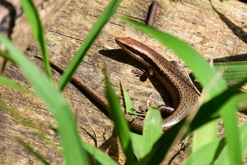 Dominica Skink, Mabuya dominicana