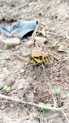 Brachystola behrensii