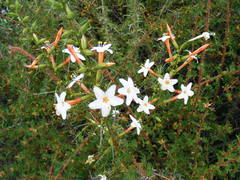 Acanthogilia gloriosa